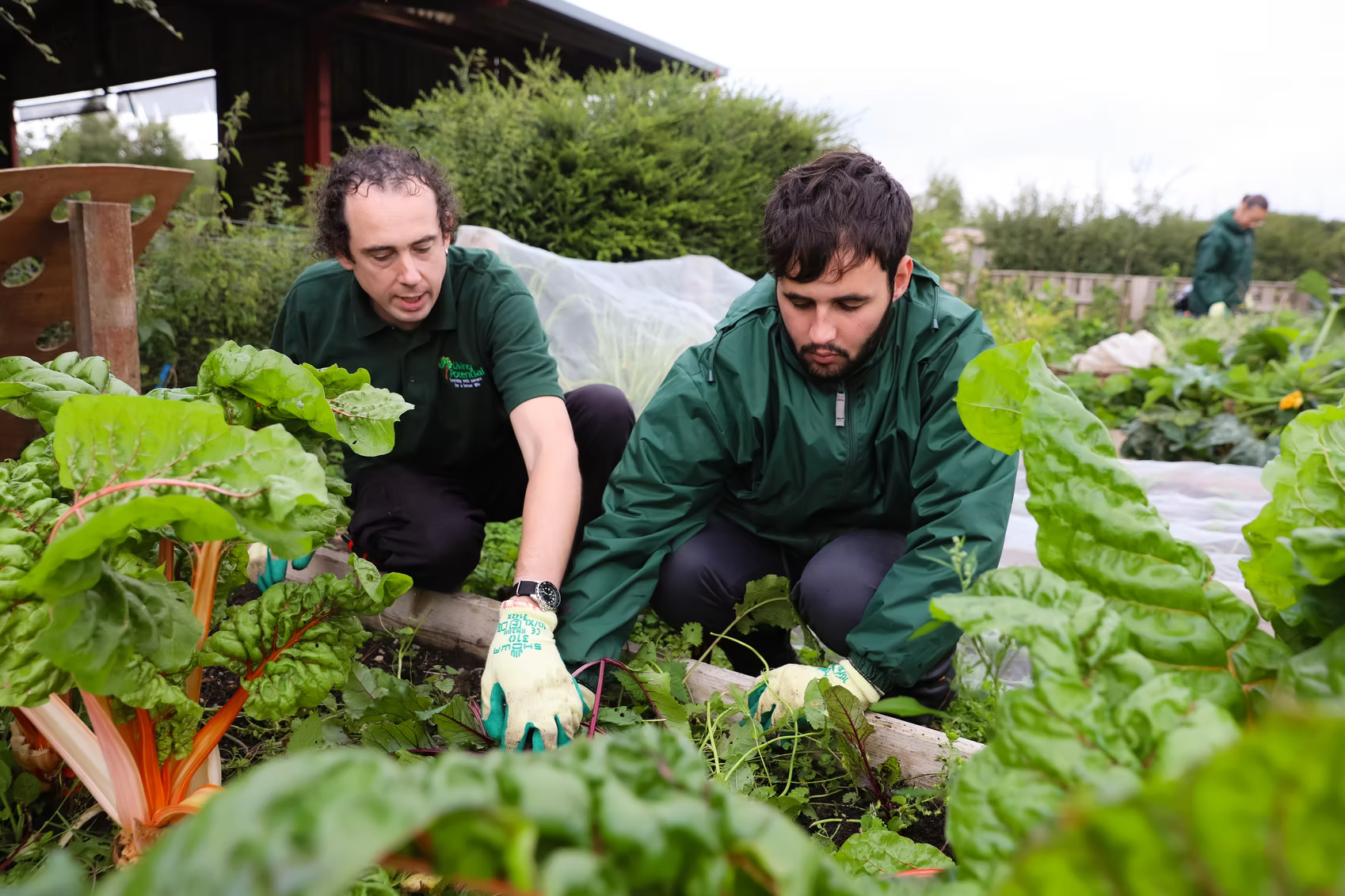 Imagery of working in the allotment at Living Potential